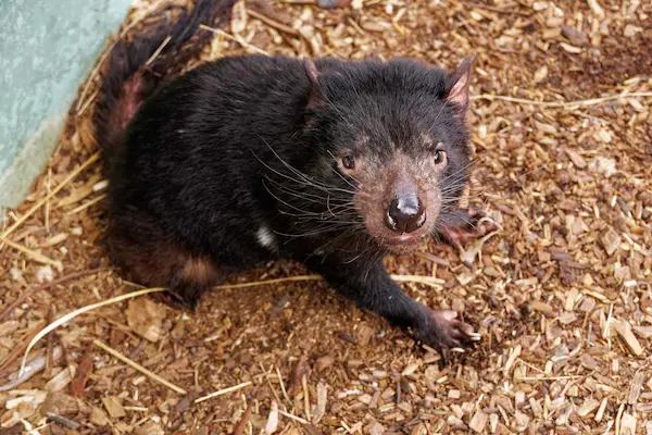 Tasmanian devil (1)